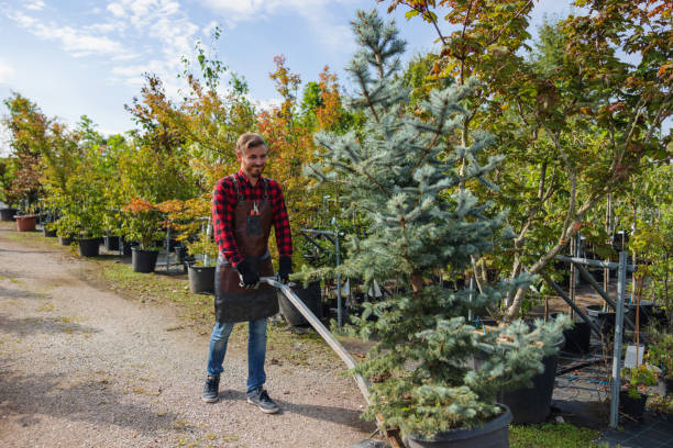 The Steps Involved in Our Tree Care Process in London, CA